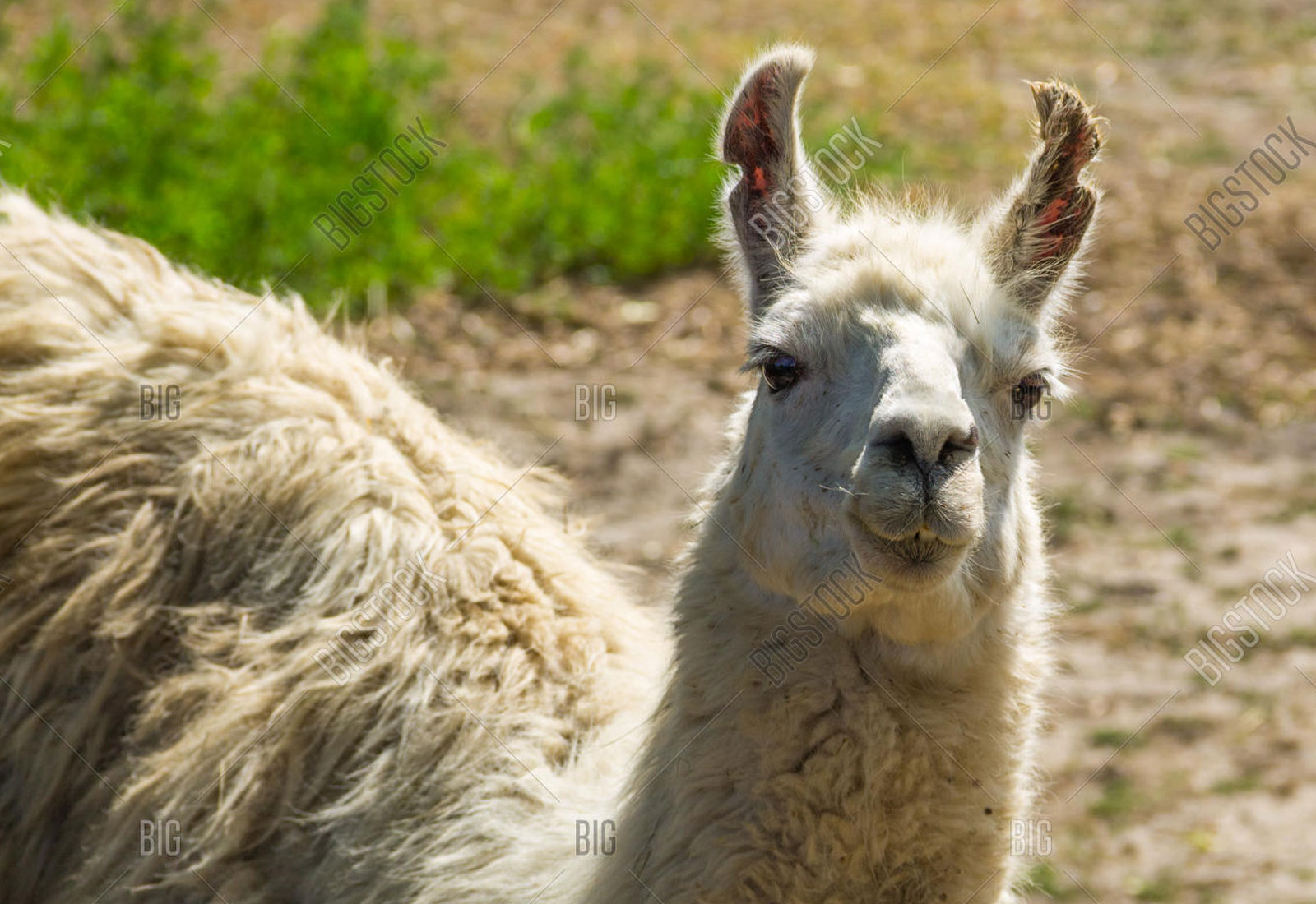 LLAMAS