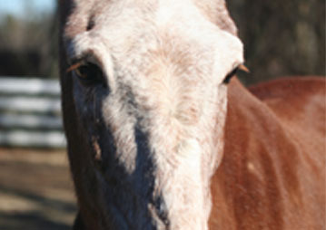 equine veterinary care