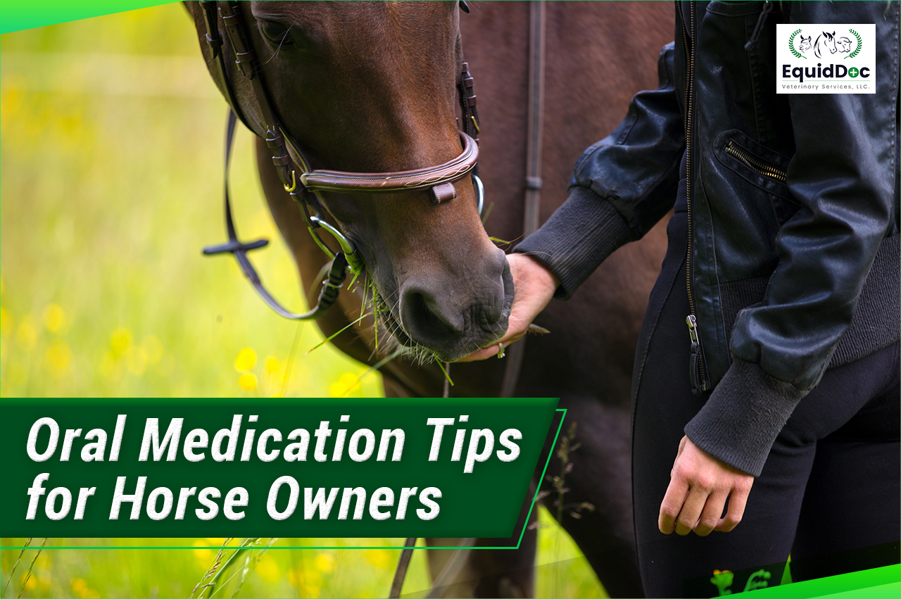 TOP FIVE TIPS & TRICKS: ORAL MEDICATIONS FOR YOUR HORSE!