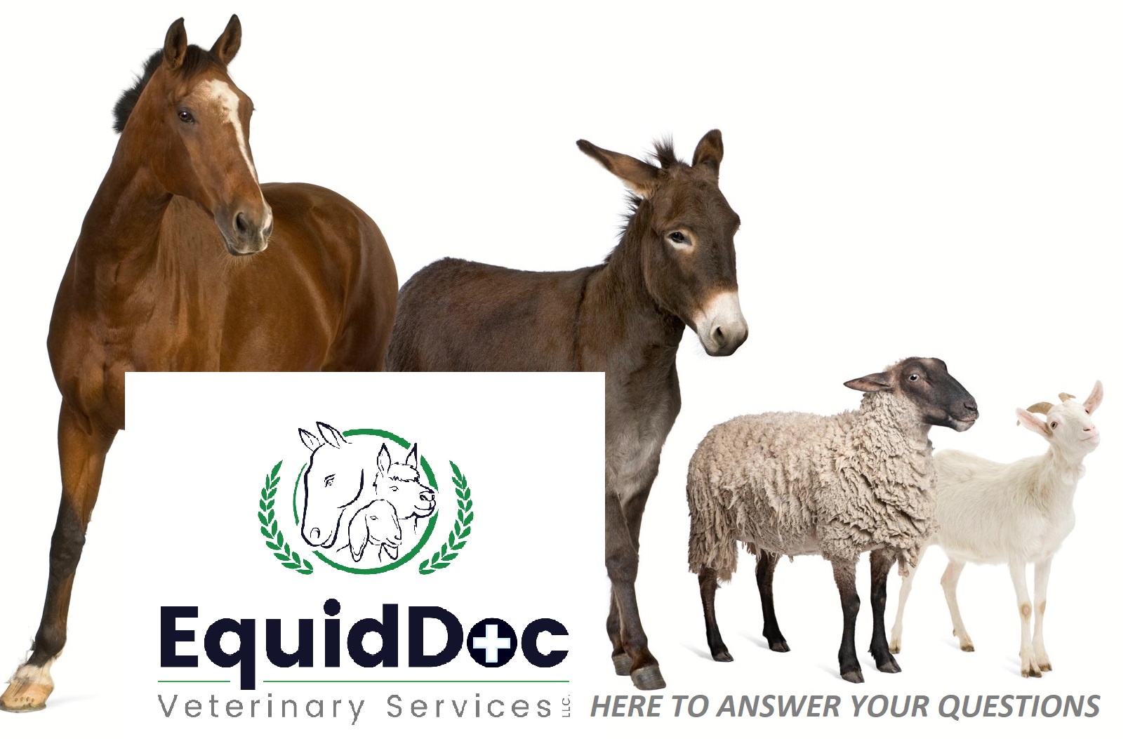 EquidDoc Veterinary Professionals