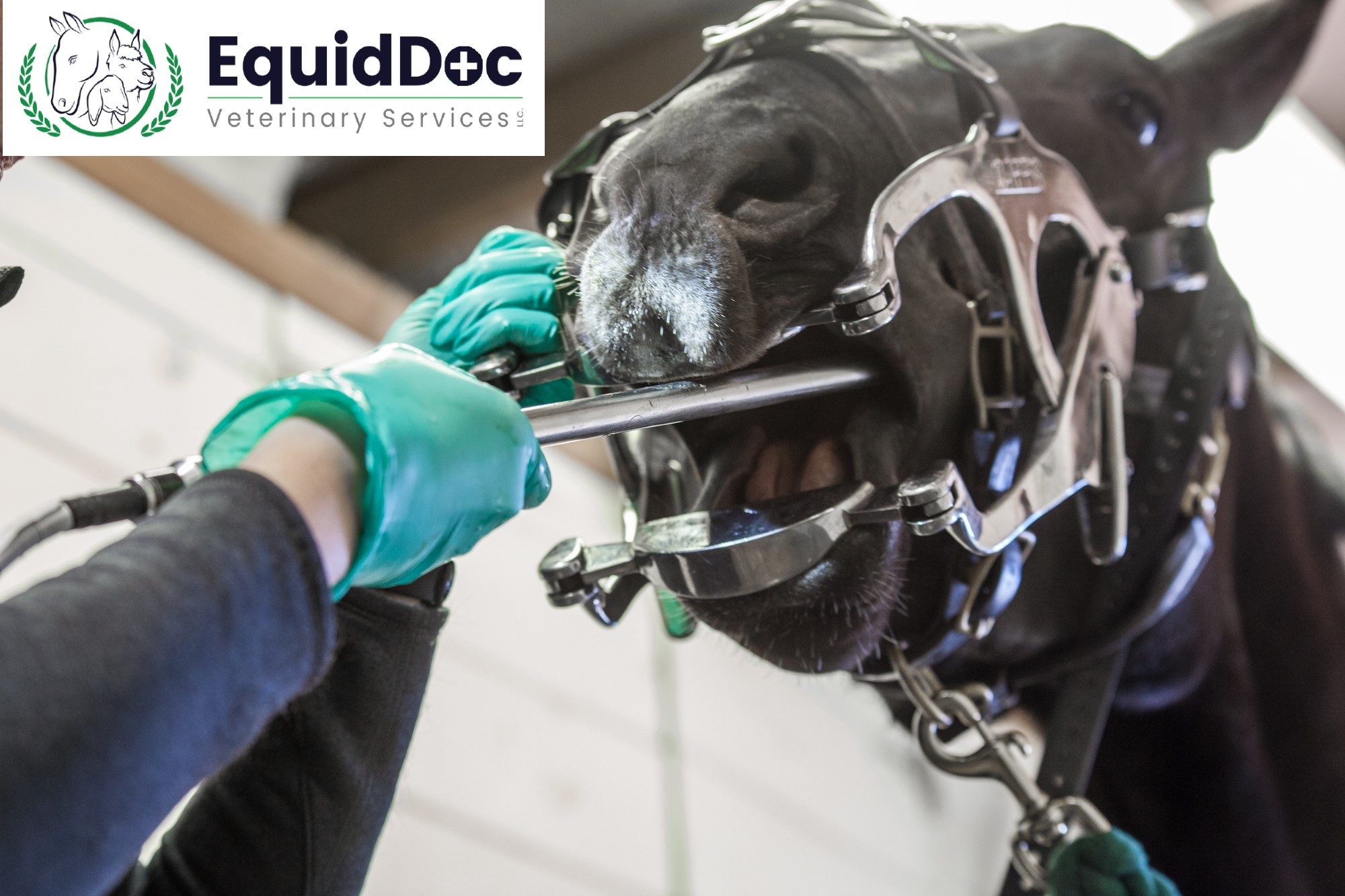 equine-dental-series-part-2-what-are-we-looking-at-there-vets-in