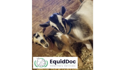 Equiddoc veterinary