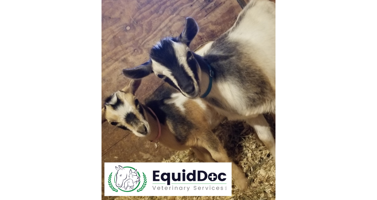 Equiddoc veterinary