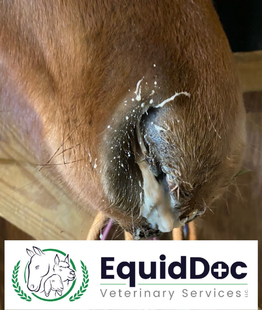 veterinarians in worcester, ma