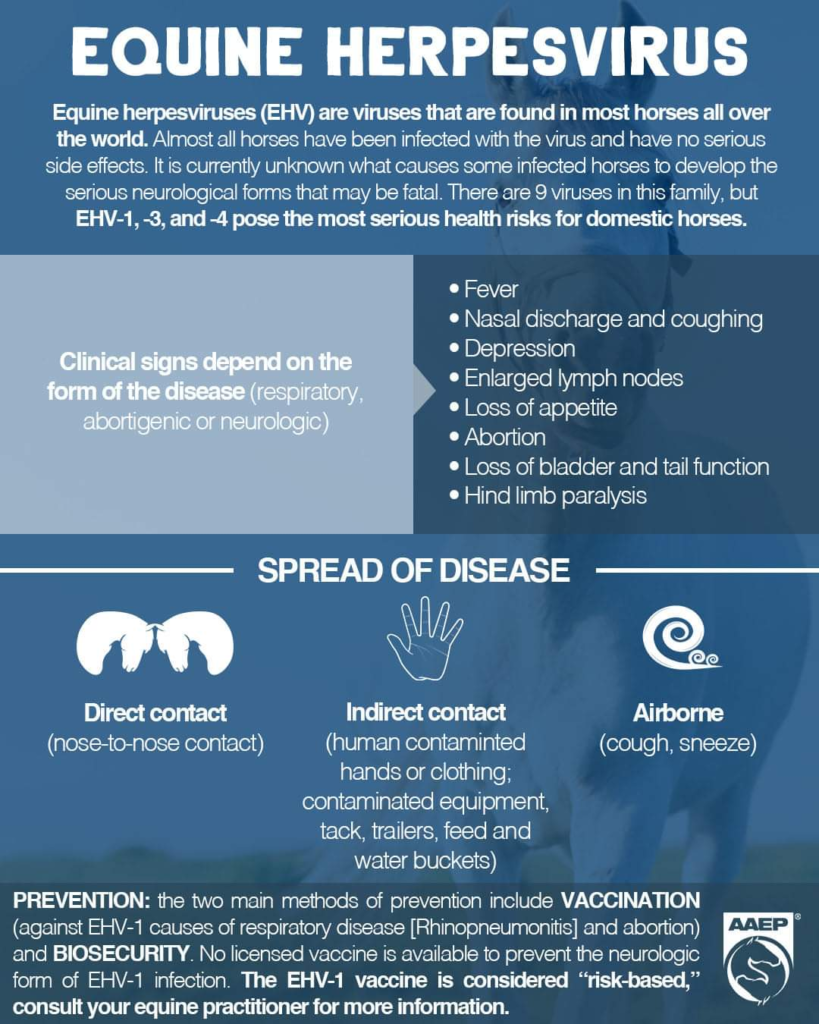 equine-contagion-part-1-equine-herpes-virus-ehv-equine-veterinary