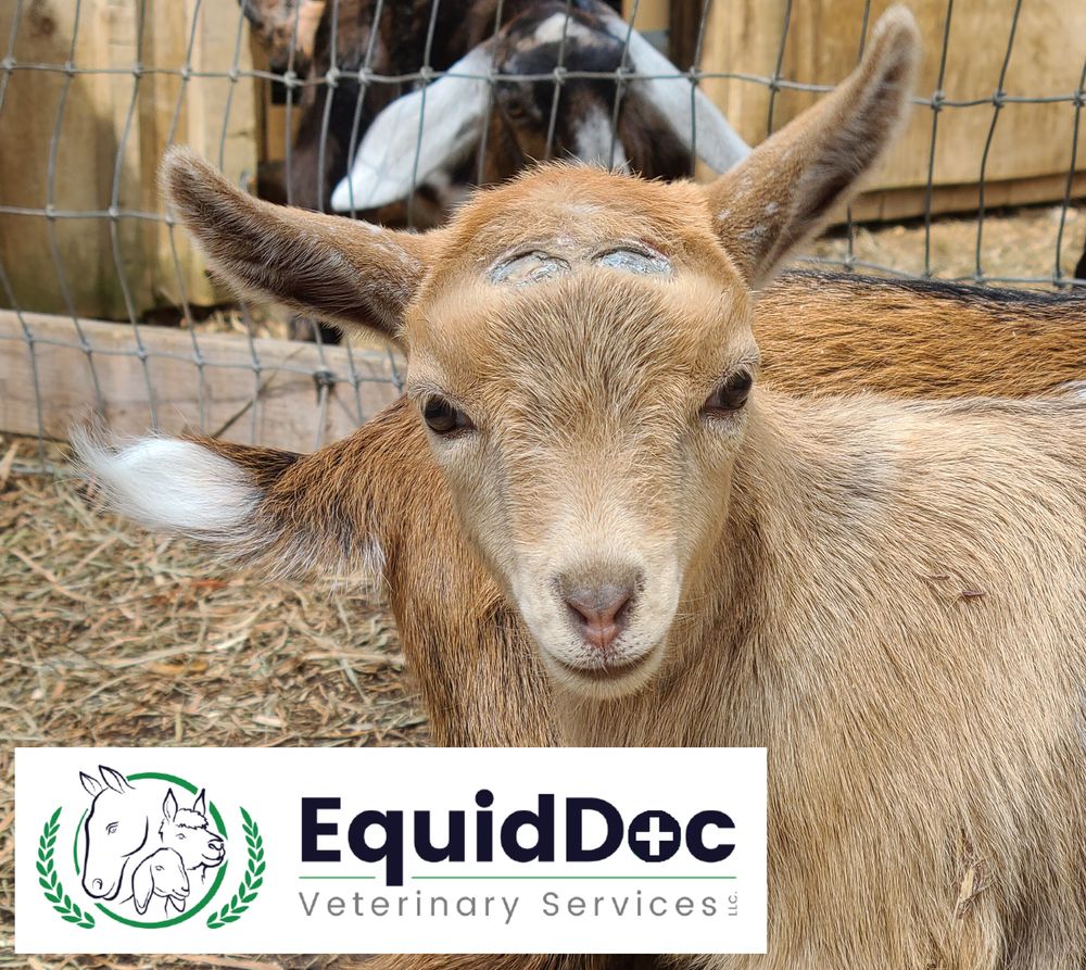 Small Ruminant Disbudding | Veterinarians in Worcester, MA