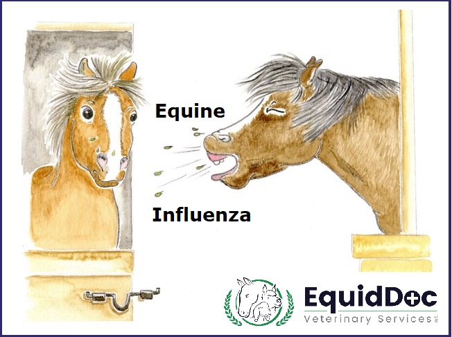 equine veterinary services