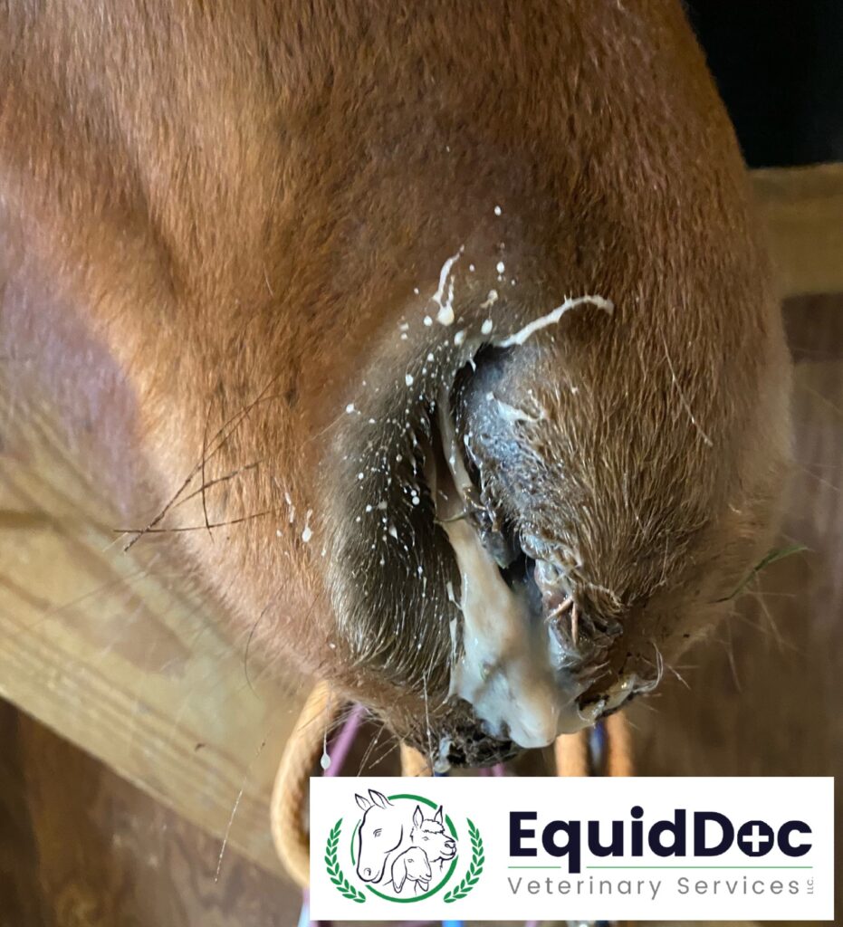 equine veterinary services