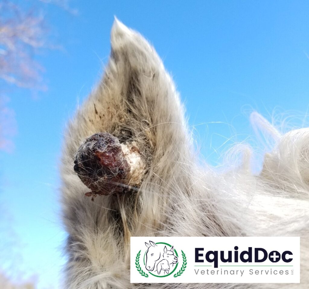 Veterinary Services
