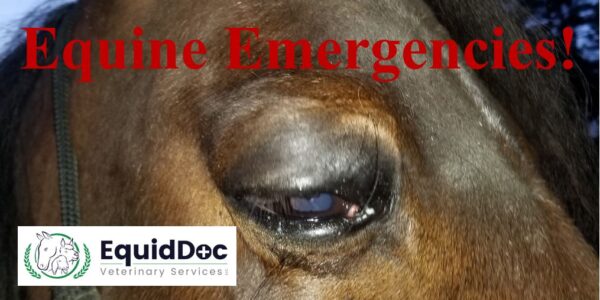 Horse Emergency? EquidDoc has your back!