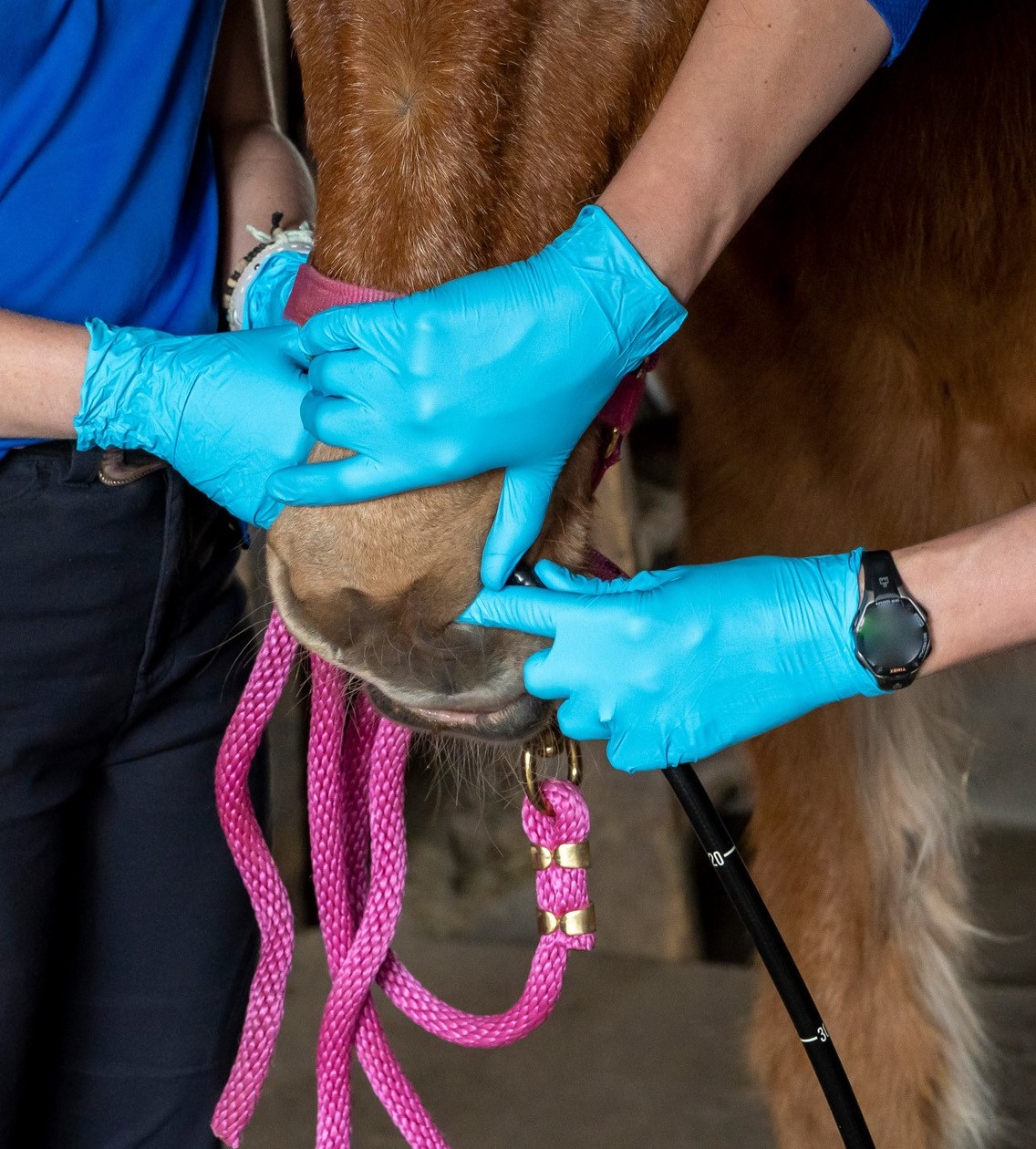 gastroscopy-dive-into-your-horses-stomach-equiddoc-veterinary-service