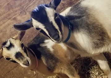 Goat/Sheep Vet - Preventative Care