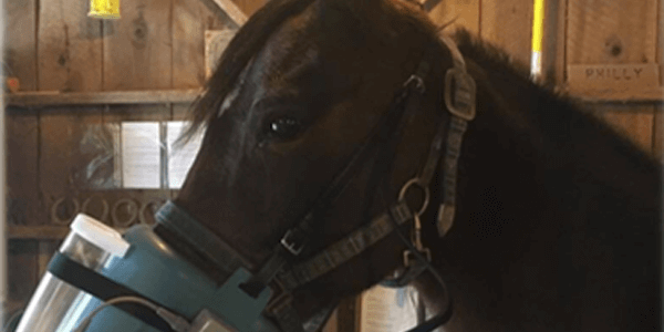 Just Breathe – A Guide to Equine Asthma