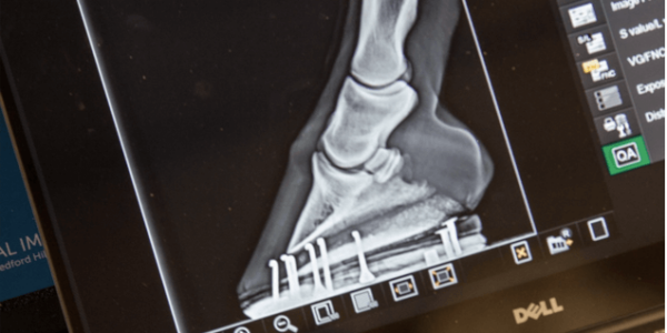 “No Hoof, No Horse” – The Value of Hoof Radiographs