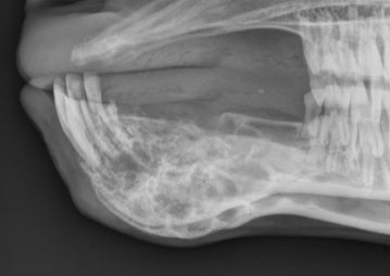 sheepgoat-digital-radiography-ultrasound