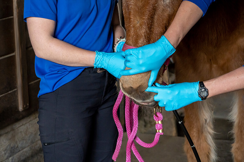 Gastroscopy Endoscopy Equine Veterinary Services