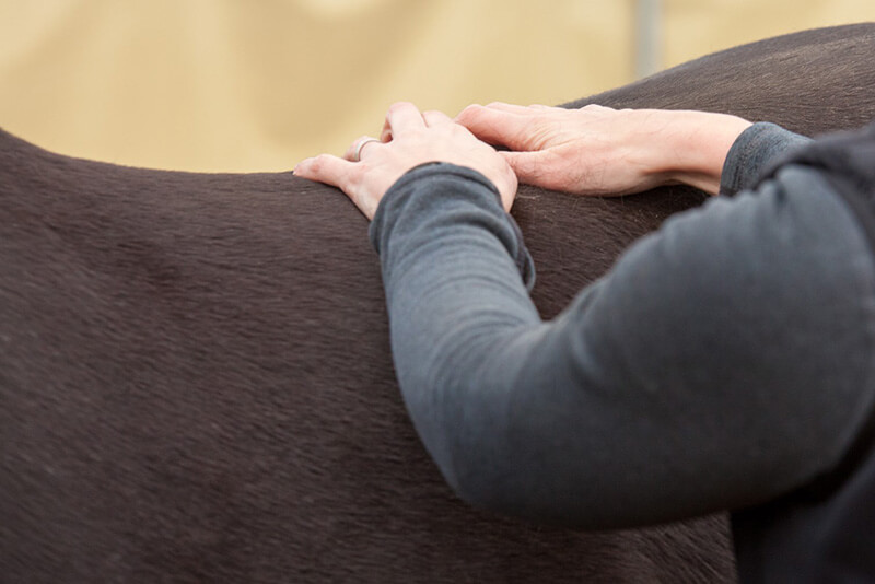 EquidDoc Vet Performance & Sports Medicine