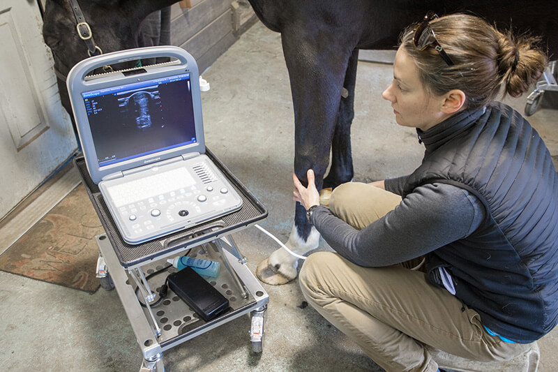 EquidDoc Vet Digital Radiography & Ultrasound