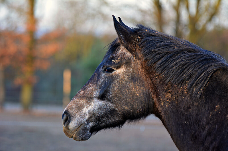 EquidDoc Vet Geriatric Medicine