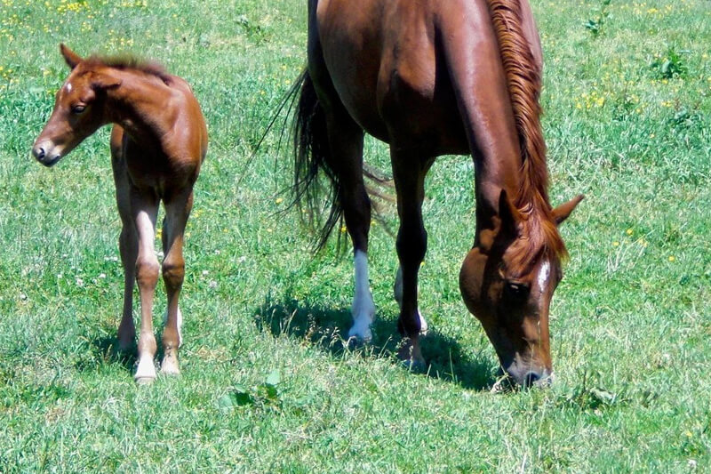EquidDoc Vet Mare Reproductive Services